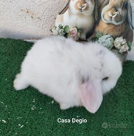 Conigli coniglietti mini lop