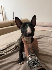 Bull terrier miniature femmina