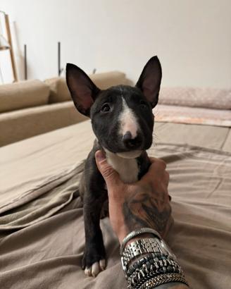 Bull terrier miniature femmina