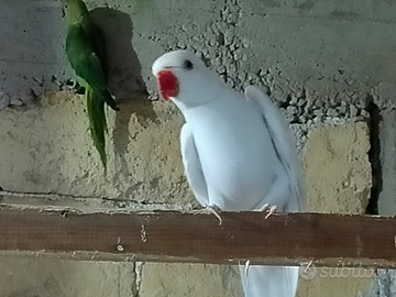 Pappagalli parrocchetti dal collare