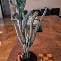 Senecio Stapeliiformis