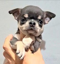 Recupero spese chihuahua maschio blu da compagnia