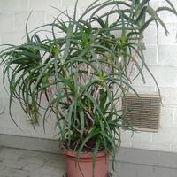 ALOE ARBORESCENS