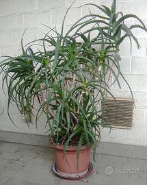 ALOE ARBORESCENS