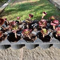 Semprevivo Aeonium Piante grasse
