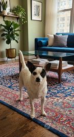 cane chihuahua pincher 
