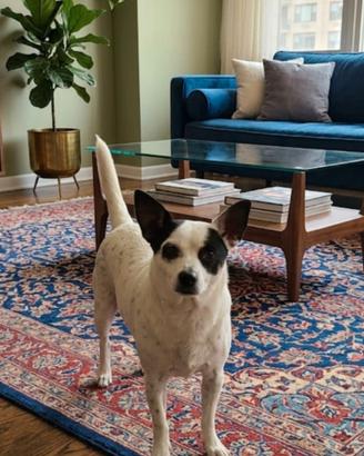 cane chihuahua pincher 