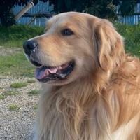 Cuccioli di Golden retriever con pedigree