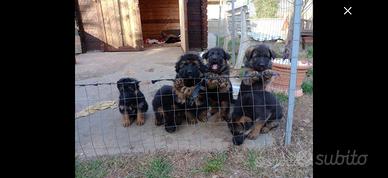 Cucciolo pastore tedesco