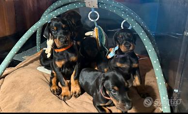 Meravigliosi cuccioli di Dobermann