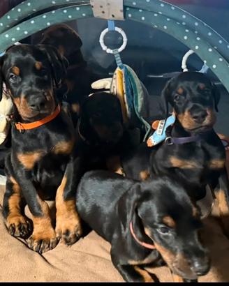 Meravigliosi cuccioli di Dobermann