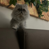 Gatto persiano per accoppiamento