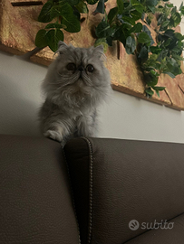 Gatto persiano per accoppiamento