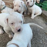 Cuccioli Dogo argentino