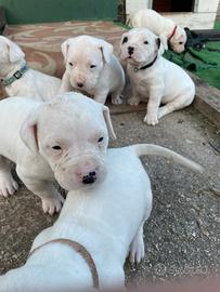Cuccioli Dogo argentino
