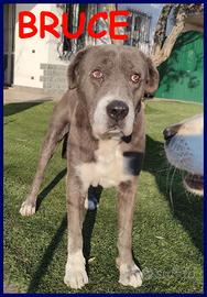 BRUCE mix corso 8 anni ha vissuto l'inferno ma è t