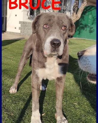 BRUCE mix corso 8 anni ha vissuto l'inferno ma è t