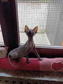 Cucciolo di Canadian sphynx
