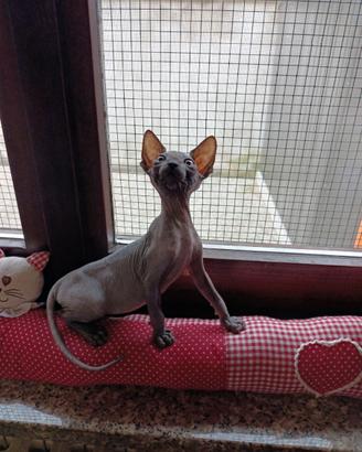 Cucciolo di Canadian sphynx