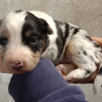 Cuccioli pastore australiano