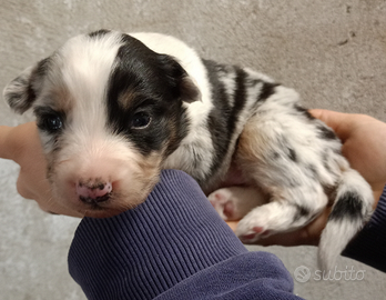 Cuccioli pastore australiano