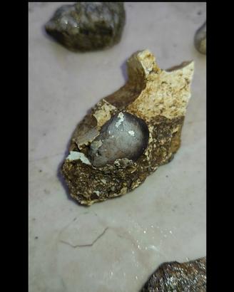 Raro fossile