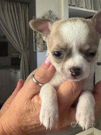 Chihuahua