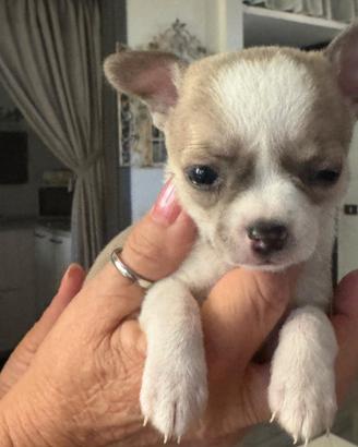 Chihuahua