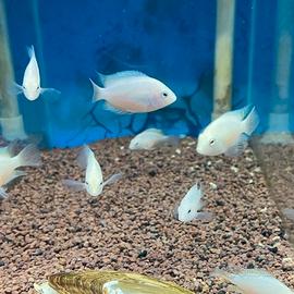 Pesce acquario amatitlania white