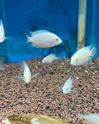 Pesce acquario amatitlania white