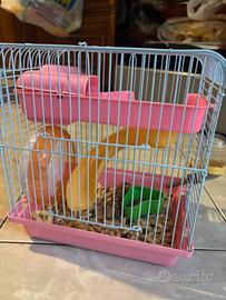 Cucciolo di criceto nano