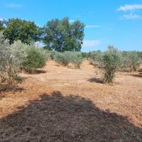 Terreno , oliveto tra Trevi , Spoleto e Montefalco