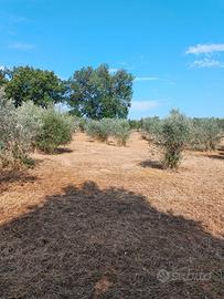 Terreno , oliveto tra Trevi , Spoleto e Montefalco