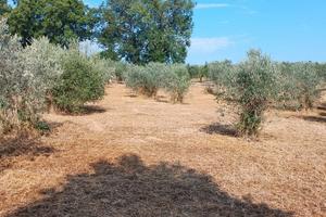 Terreno , oliveto tra Trevi , Spoleto e Montefalco