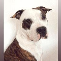 American staff amstaff maschio per monta