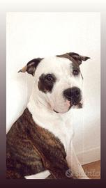 American staff amstaff maschio per monta