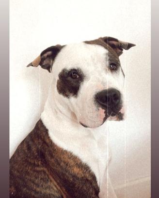 American staff amstaff maschio per monta
