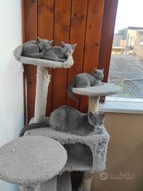 Gatti Blu Di Russia
