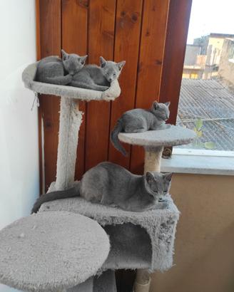 Gatti Blu Di Russia