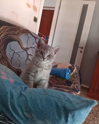 Gatti Scottish fold