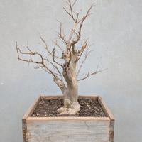 Prebonsai di Lagerstroemia fiore fucsia