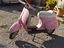 Immagine 4