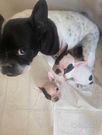Bulldog francesi