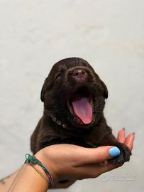 Cuccioli di labrador