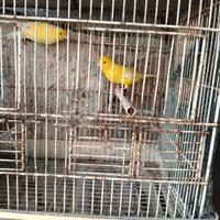 Canarini di colore giallo