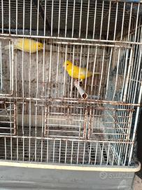 Canarini di colore giallo