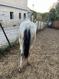 Puledro