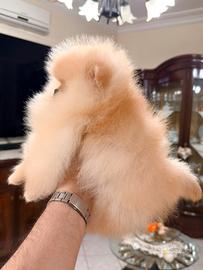 Spitz di Pomerania nano, pedigree Enci