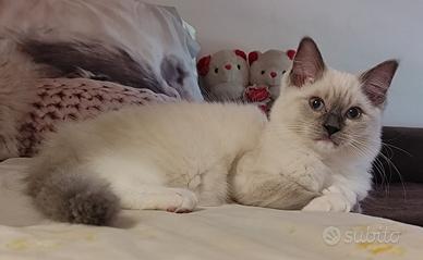 Cuccioli Ragdoll