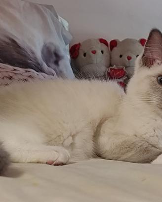 Cuccioli Ragdoll